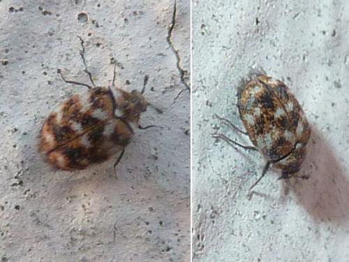Réf. 229 489 : Anthrenus verbasci